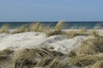 Dünen bei Prerow
