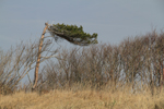 Windflüchter