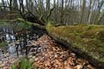 Im Naturschutzgebiet