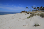 Windflüchter am Weststrand